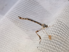 Leptogaster subtilis