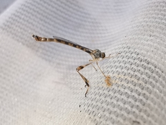 Leptogaster subtilis