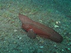 Ablabys macracanthus