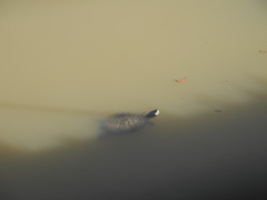 Trachemys scripta