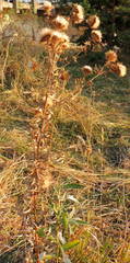 Cirsium ciliatum