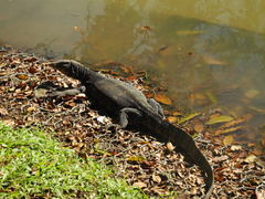 Varanus salvator salvator