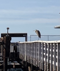 Ardea herodias
