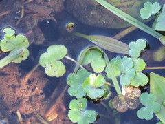 Ranunculus omiophyllus
