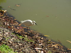 Egretta garzetta