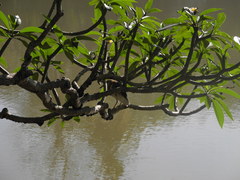 Ardeola grayii