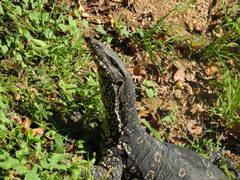 Varanus salvator salvator