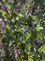 Quercus wislizeni frutescens