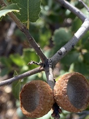 Quercus wislizeni frutescens