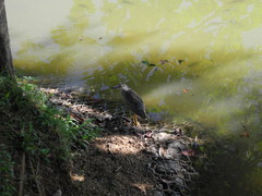 Nycticorax nycticorax