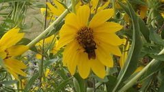 Svastra obliqua obliqua