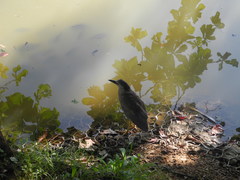 Nycticorax nycticorax