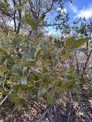Quercus peninsularis