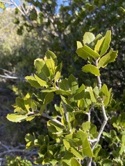 Quercus wislizeni frutescens