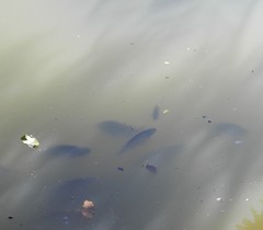 Oreochromis