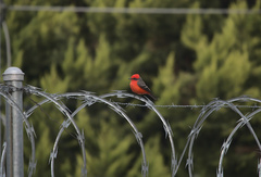 Pyrocephalus rubinus mexicanus