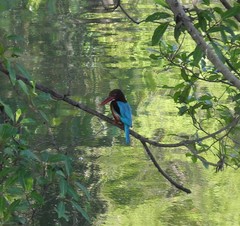 Halcyon smyrnensis