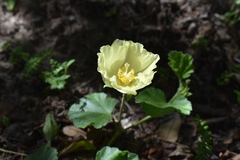 Cienfuegosia sulphurea