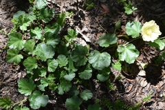 Cienfuegosia sulphurea