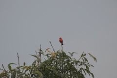 Pyrocephalus rubinus mexicanus