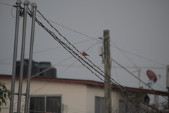 Pyrocephalus rubinus mexicanus