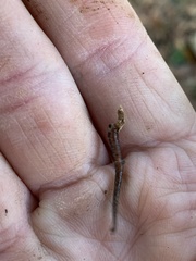 Plethodon ventralis