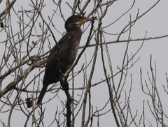 Phalacrocorax carbo