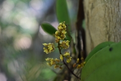 Trichocentrum pumilum