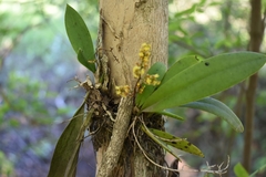 Trichocentrum pumilum