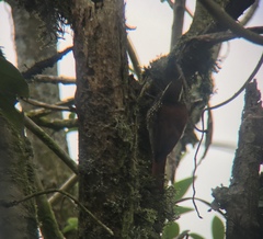 Margarornis squamiger