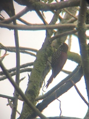 Margarornis squamiger