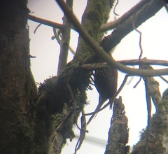 Margarornis squamiger