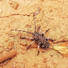 Dichostates lignarius lacunosus