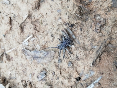 Dichostates lignarius lacunosus