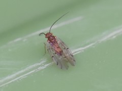 Ectopsocus briggsi