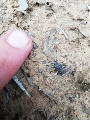 Dichostates lignarius lacunosus