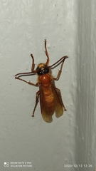 Provespa barthelemyi