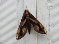 Xylophanes ceratomioides