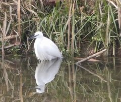 Egretta garzetta