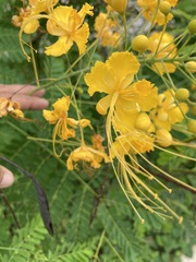 Caesalpinia pulcherrima flava