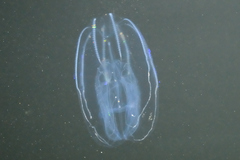 Bolinopsis microptera