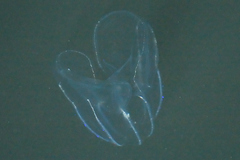 Bolinopsis microptera