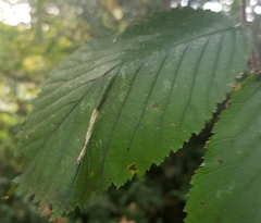 Phyllonorycter tristrigella