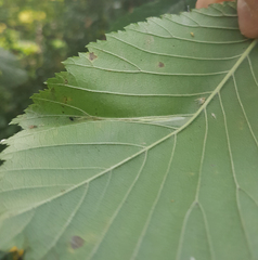 Phyllonorycter tristrigella