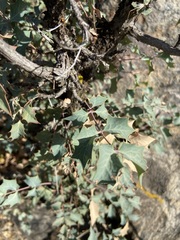 Berberis higginsiae