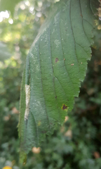 Phyllonorycter tristrigella