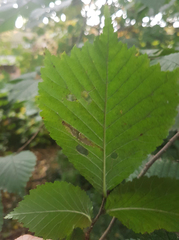 Phyllonorycter tristrigella