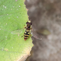 Ischiodon