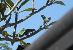 Funambulus palmarum