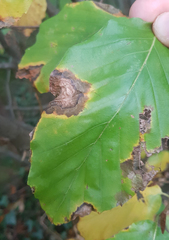Phyllonorycter messaniella